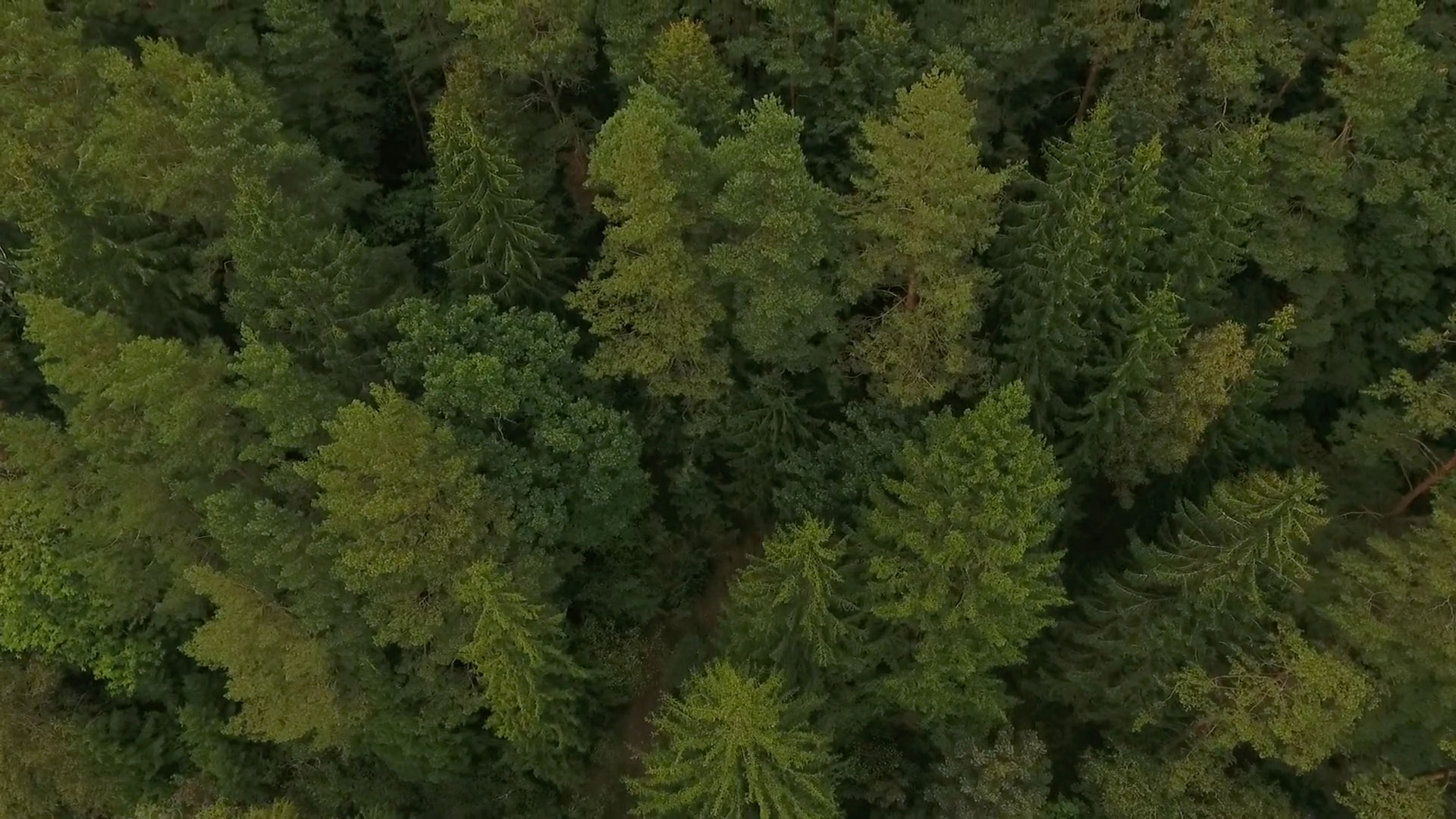 Environmental Policy